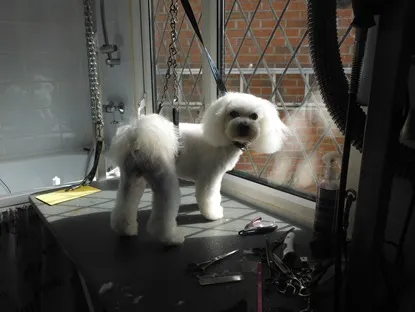 Two white dogs on the grooming table, one finished and one mid-groom