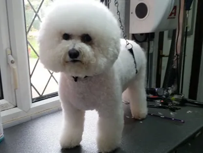 A white fluffy dog with a rounded, scissored head after grooming
