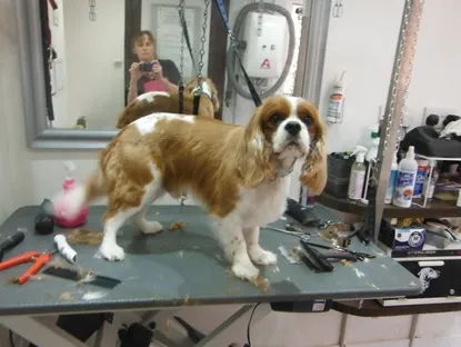 A Cavalier King Charles Spaniel standing on the grooming table