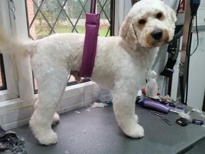A cream Cockapoo with a short, even trim