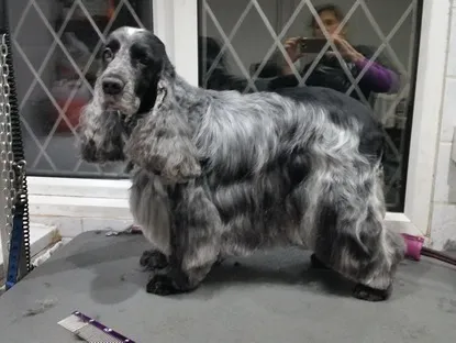 A blue roan Cocker Spaniel standing on the grooming table after a full groom