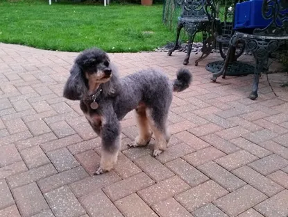 A grey Poodle with a show-style trim, standing on a garden patio