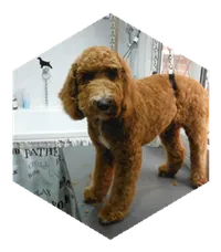 Max the red Cockapoo after his groom