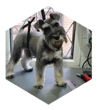 Odin the Miniature Schnauzer after his first proper cut