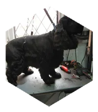 Darcy the black Cocker Spaniel on the grooming table