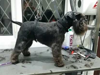 A black Schnauzer on the grooming table, clippings still on the table