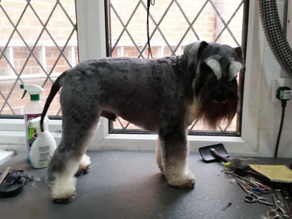 A grey Schnauzer with a neat beard and eyebrows on the grooming table
