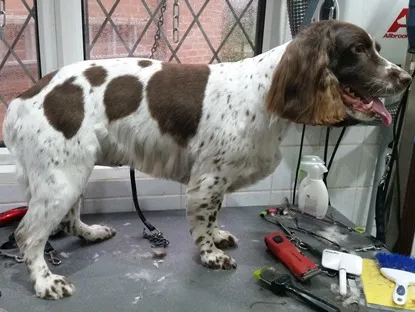 A liver and white Springer Spaniel freshly groomed on the table