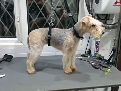 A wire-coated terrier with a tidy groomed coat